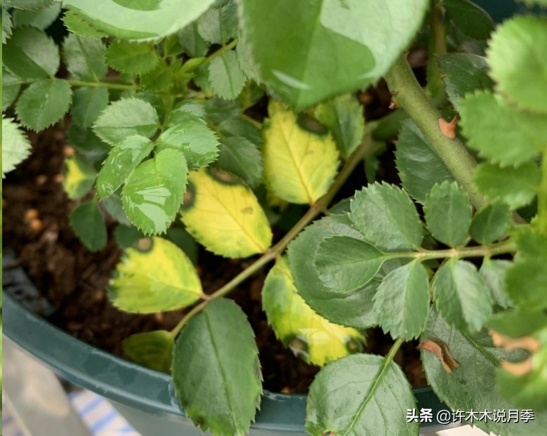 网购月季黄叶嫩芽枯萎怎么处理,网购的月季小苗黄叶了怎么栽种