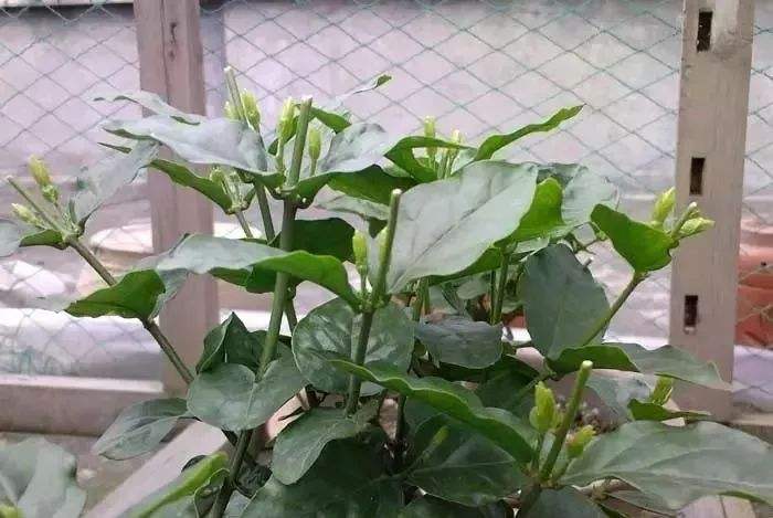 茉莉花最爱喝的水,茉莉花开过花以后需要施什么肥料