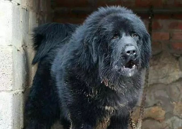 世界上最强的10种狗排名,世界上巨型狗大全