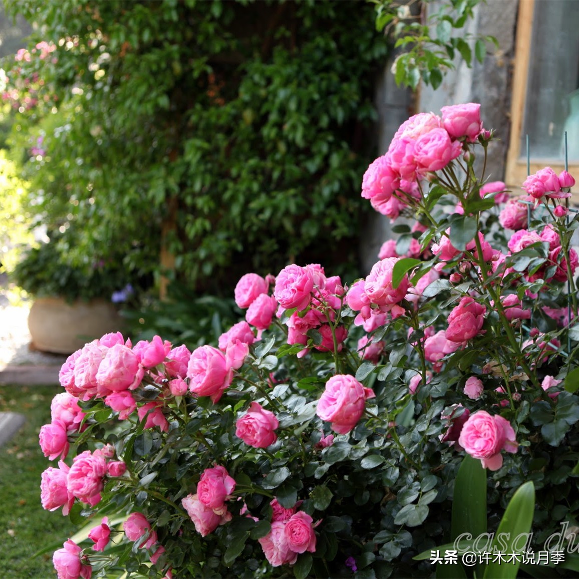 买到假月季苗怎么办,怎样网购月季不受骗