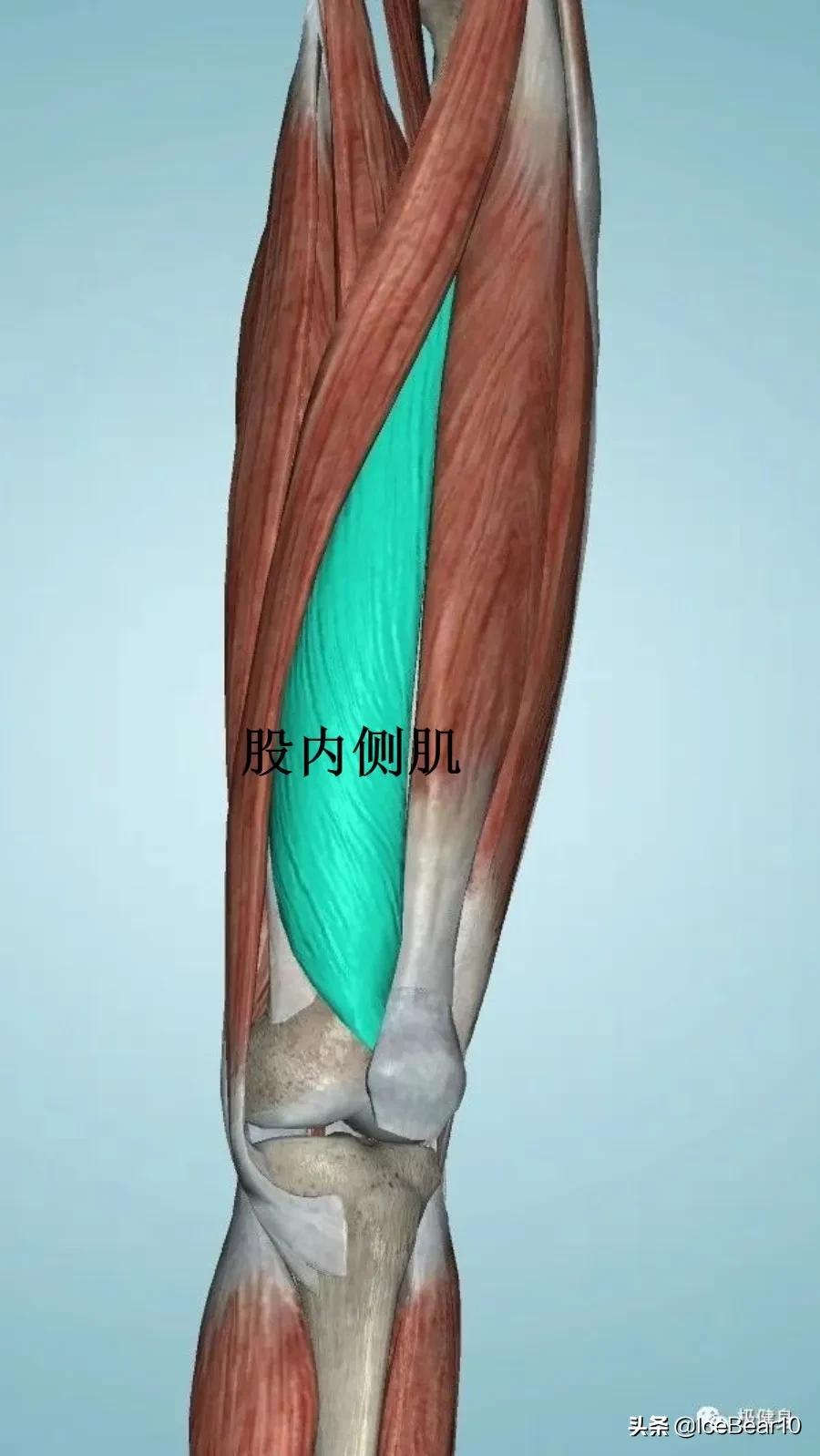 膝关节疼健身避免哪些动作,健身保护膝关节怎么做