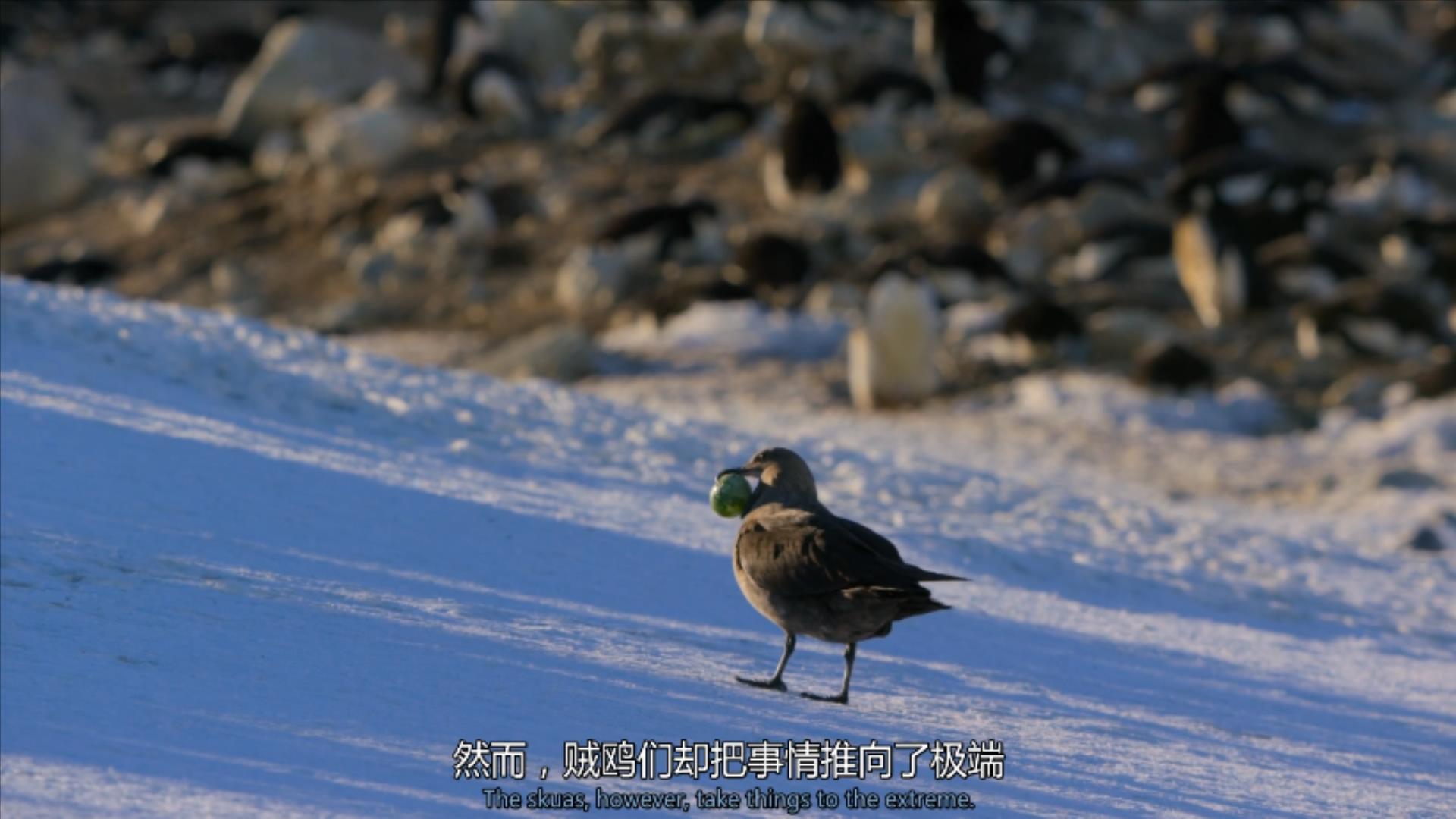 大过年的,被这些小萌萌给笑掉了头