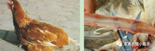 鸡一侧眼睛肿张嘴呼吸,鸡伸颈张嘴呼吸特效药