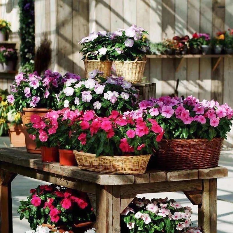 4种花适合秋天养漂亮又好养,庭院养花就养3种花开花多