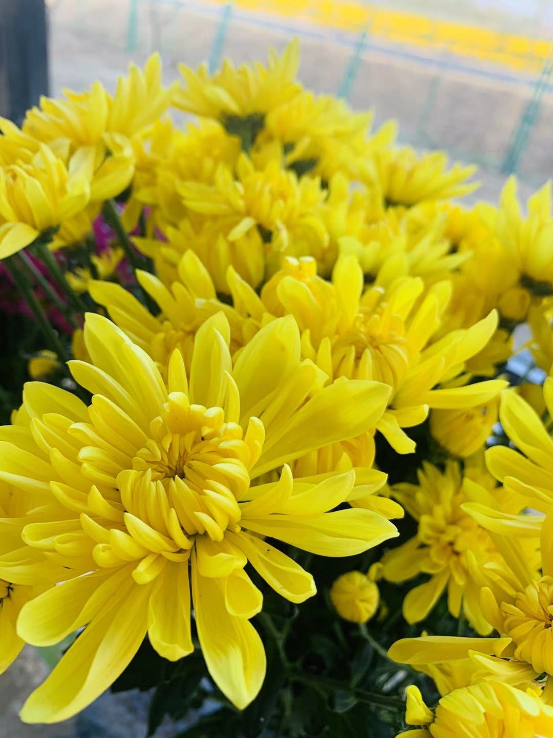 开封通许39届菊花文化节开幕式,2022年开封菊花文化节开幕式