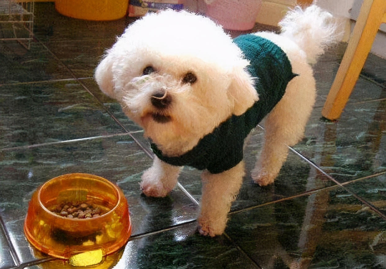 比熊犬泪痕可以治好吗,比熊犬泪痕的产生原因及处理方法