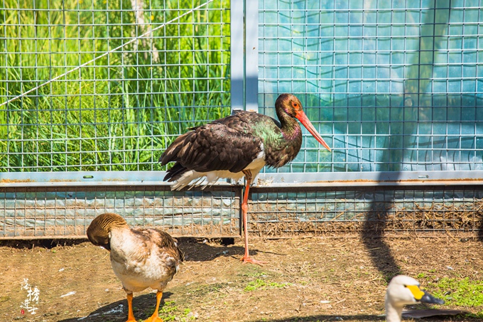 张家口沽源风景区,张家口沽源县景点