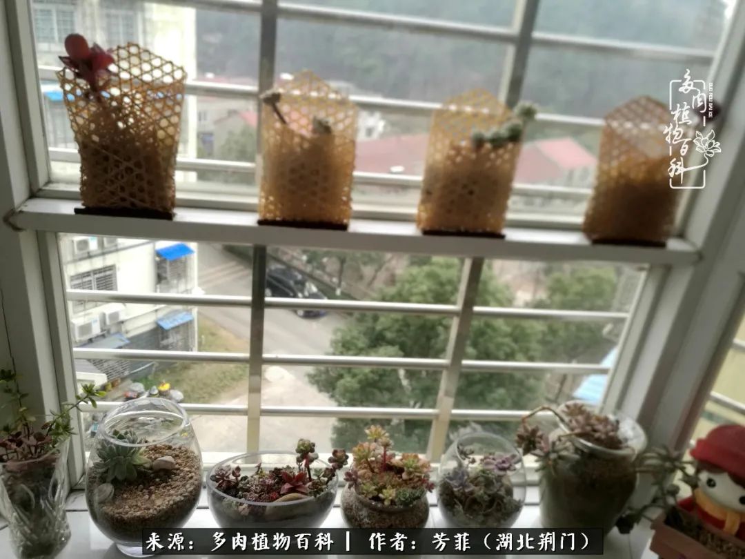 我的桃源：多肉之美，日甚一日，年胜一年