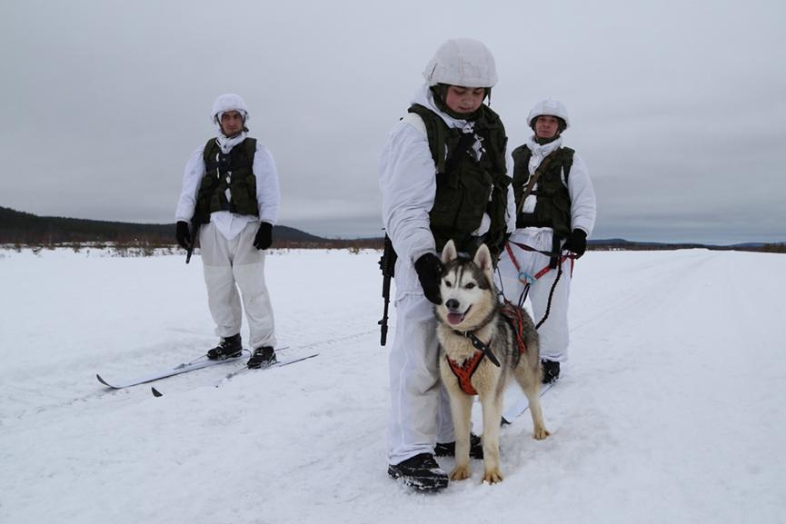 这才是哈士奇的正确打开方式：俄军北极摩步旅组建哈士奇雪橇犬队
