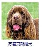 狗狗品种分类大全,狗狗品种鉴定