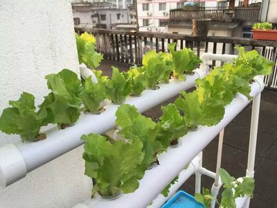 手把手教你在家做无土栽培蔬菜,在家无土种植蔬菜的新技术