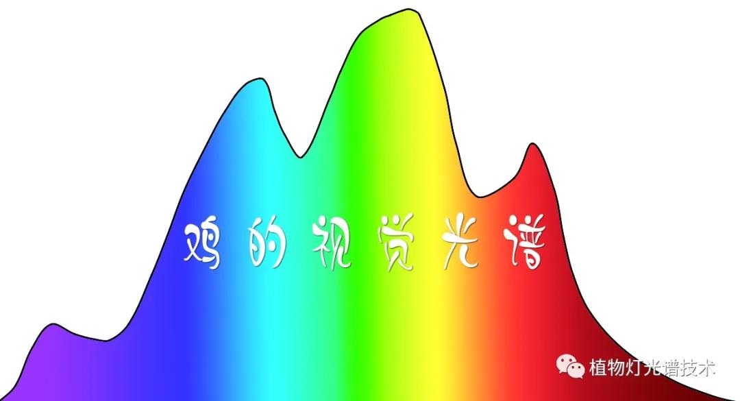 家禽养殖通风,光照对家禽的影响