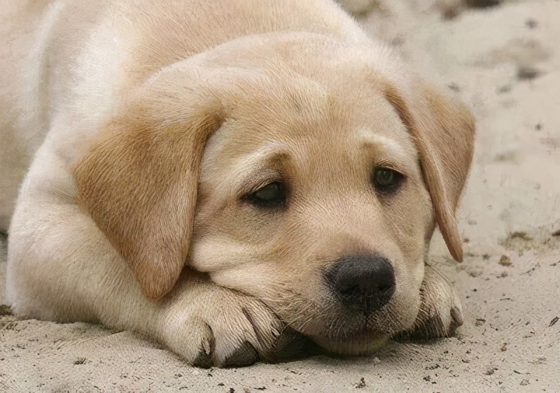 人犬共患病有哪些,人犬共患的传染病