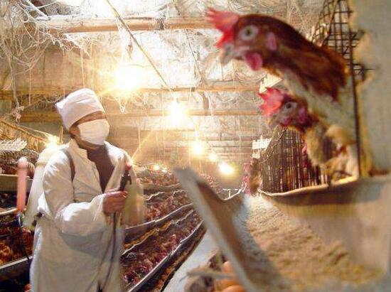 家养鸡冬天鸡舍如何保温,鸡舍温度多少度才需要降温