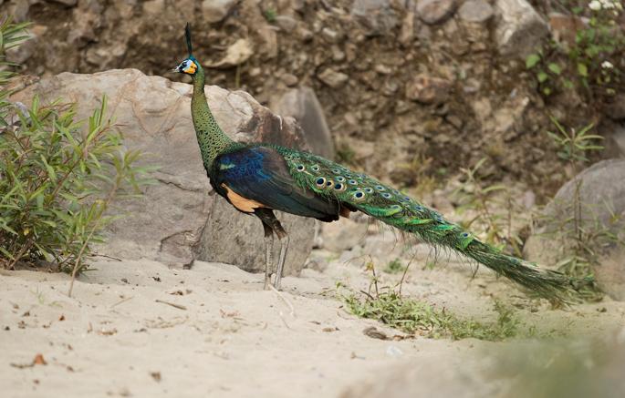 野生濒危动物绿孔雀现身孔雀之乡,绿孔雀濒危物种