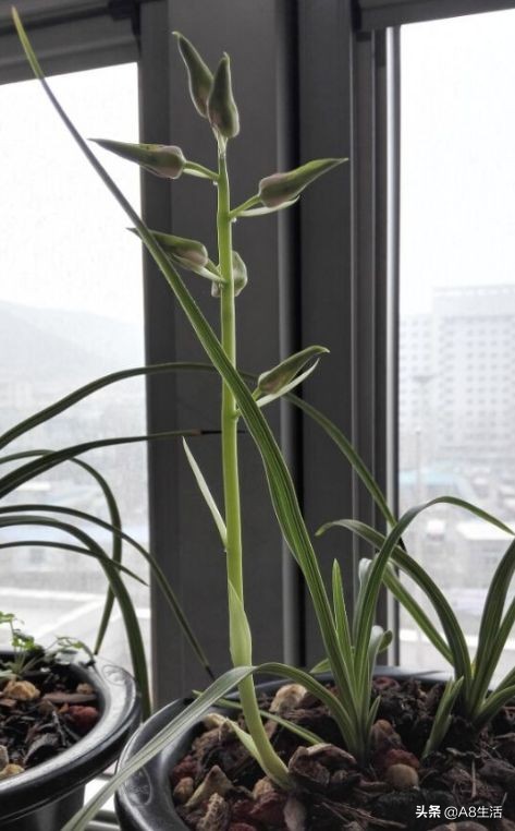 蕙兰兰花品种排名,蕙兰花精品品种