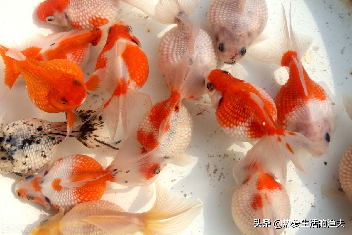 母金鱼产卵前有什么征兆,金鱼产卵在鱼缸怎么孵化