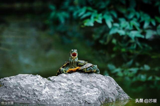 红耳巴西龟怎么养最简单的,养巴西龟的正确方法图解