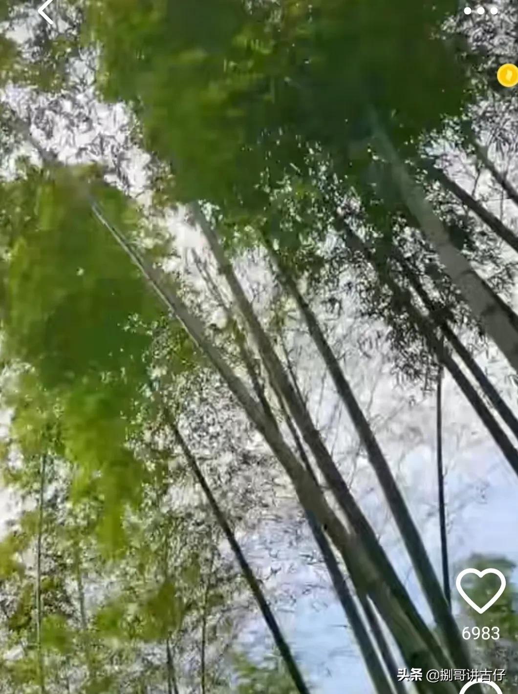 许妈对田静的评价,许妈和田静有关视频