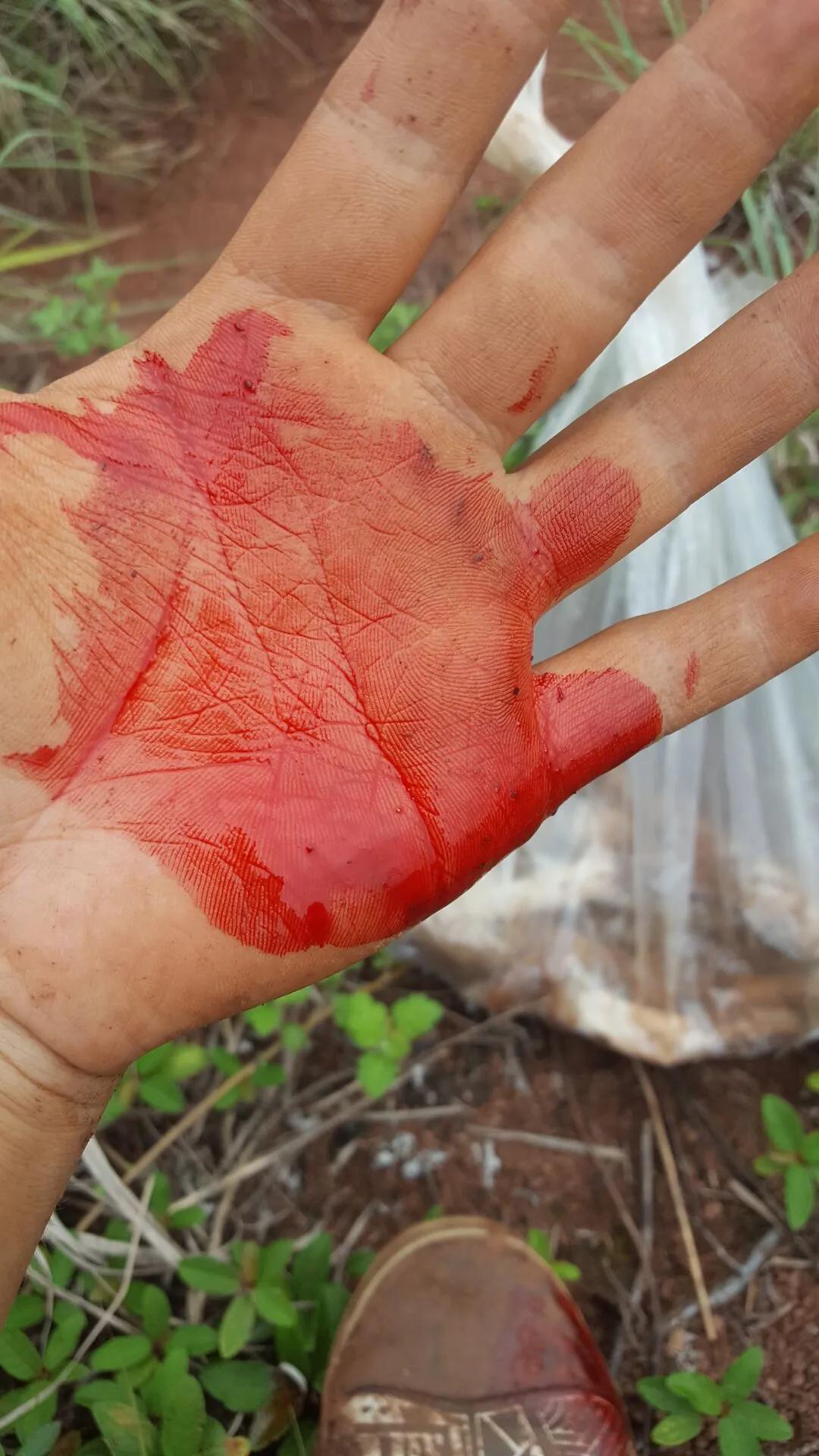 鸡枞菌菇,野生鸡枞