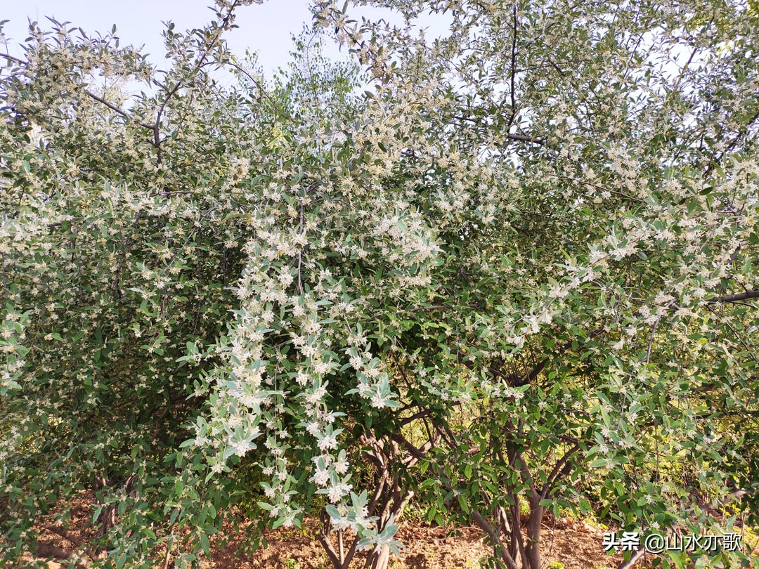 石家庄有个天然氧吧,石家庄天然氧吧旅游景点
