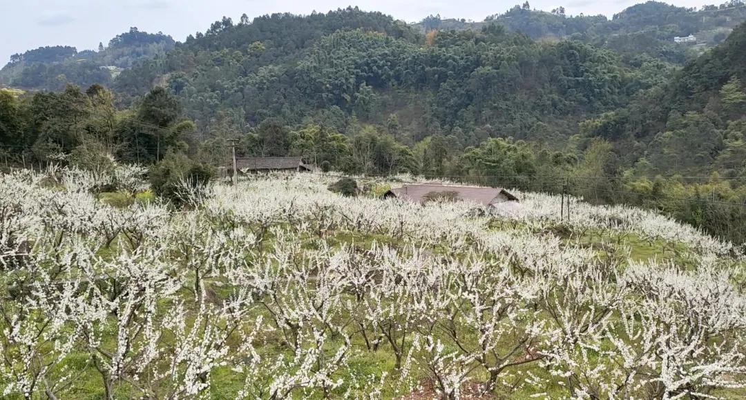阳春三月的三月,阳春三月李花开