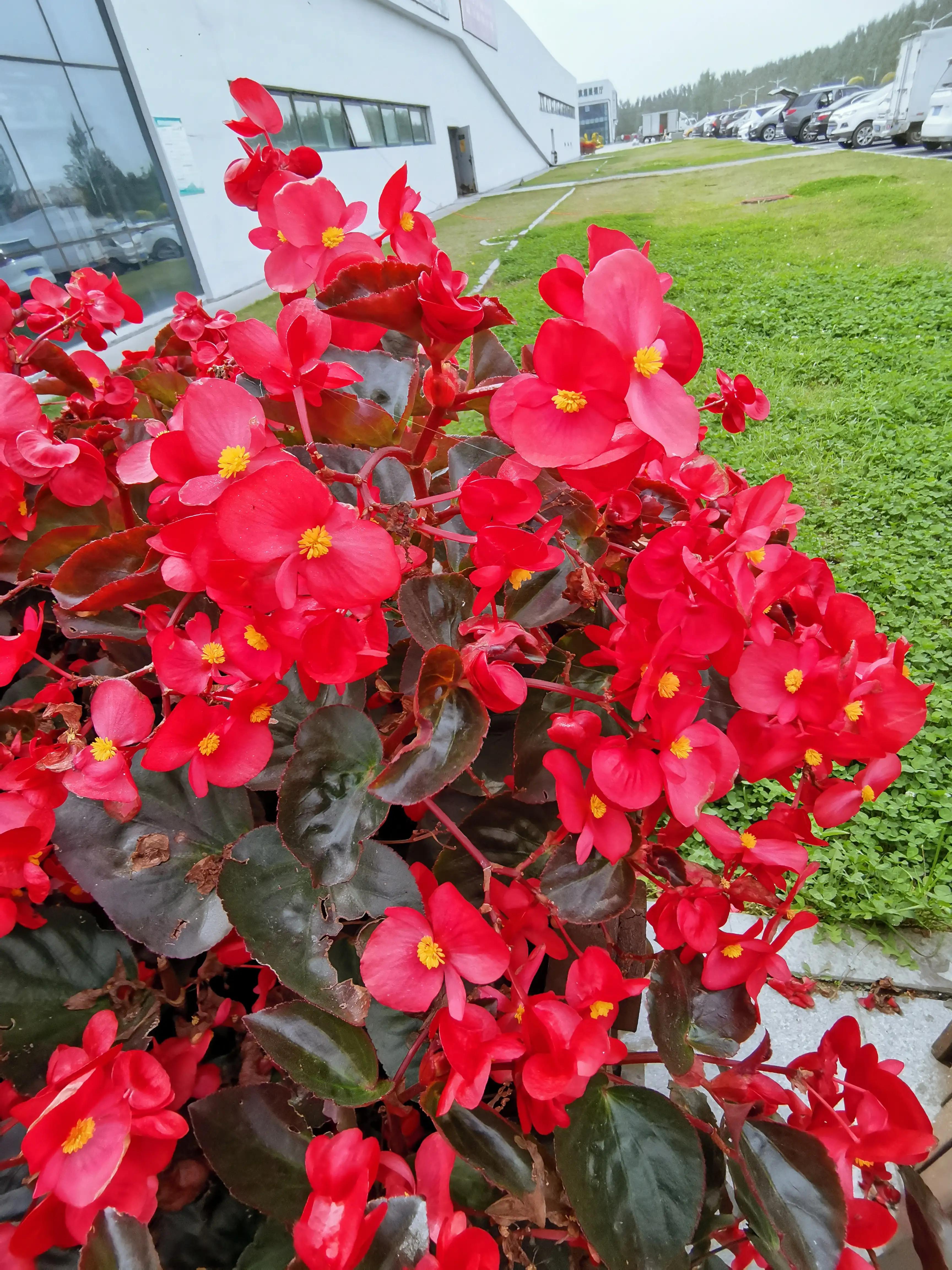 玫红四季海棠图片大全,玫红四季海棠的花语