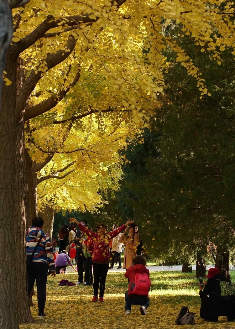 金色的北京犬,金色的北京现代汽车