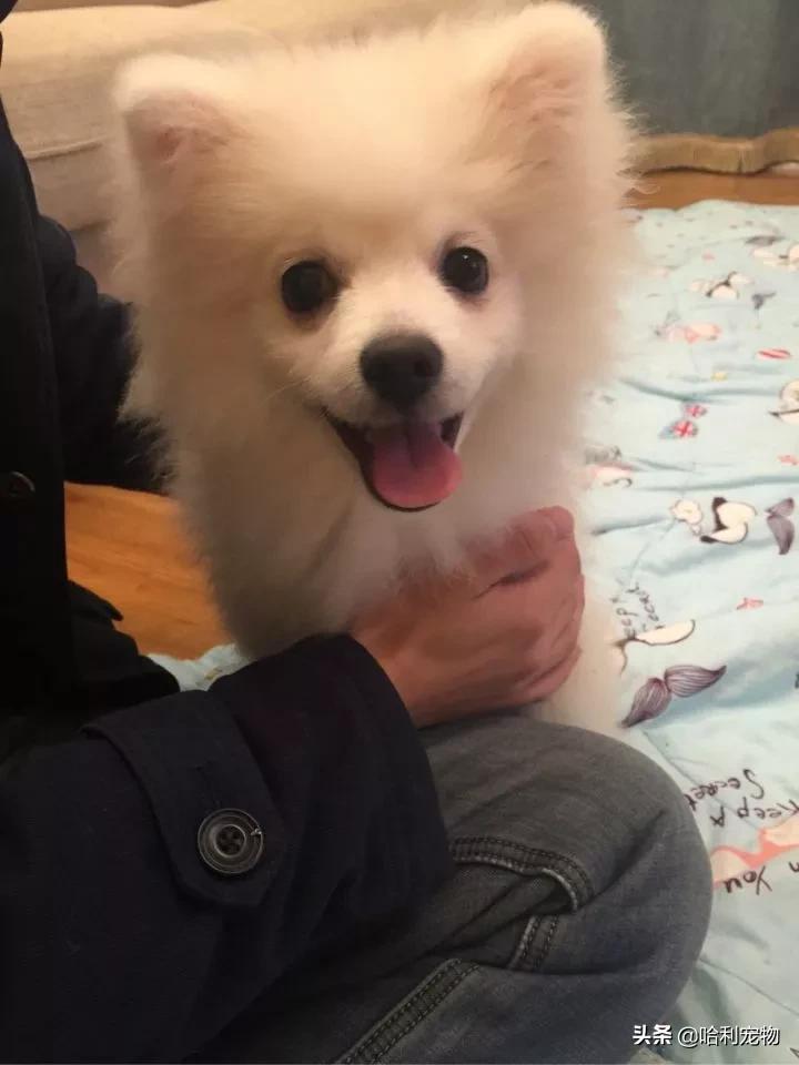 银狐犬爱掉毛吗,银狐犬讨人喜欢