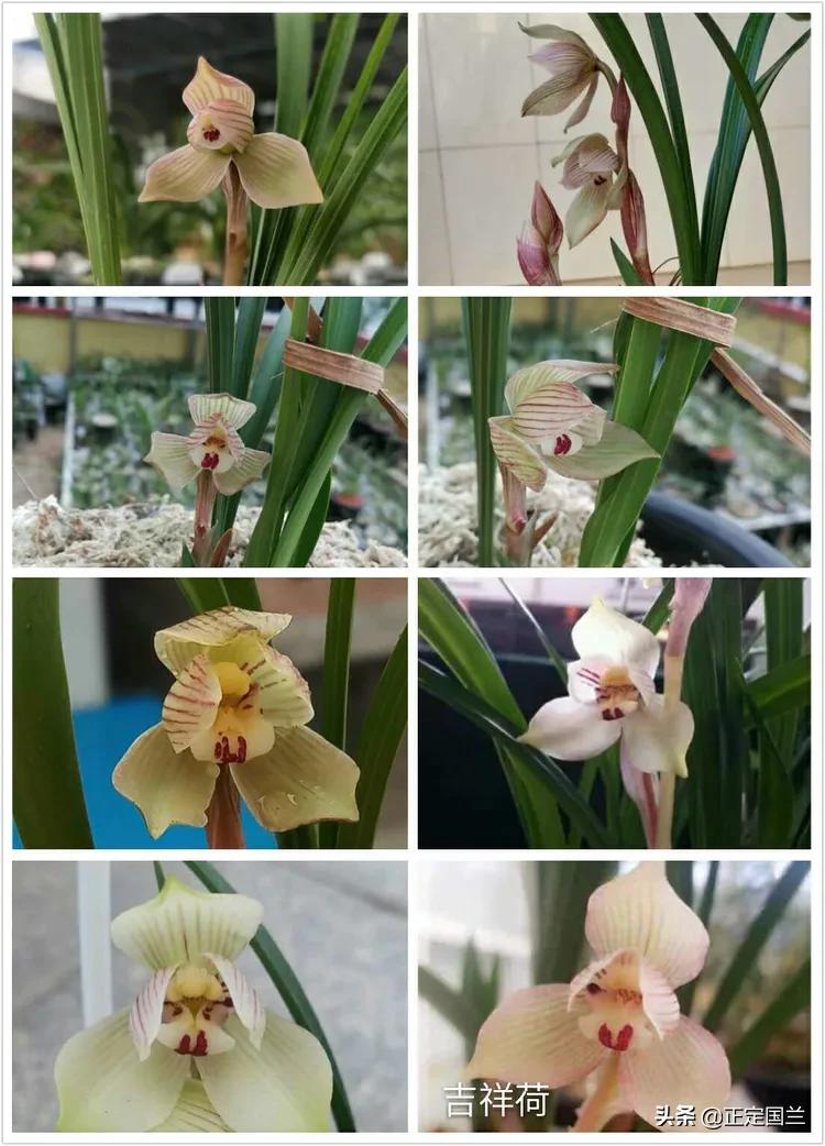 为什么兰花被称为国兰,为什么兰花又叫国兰