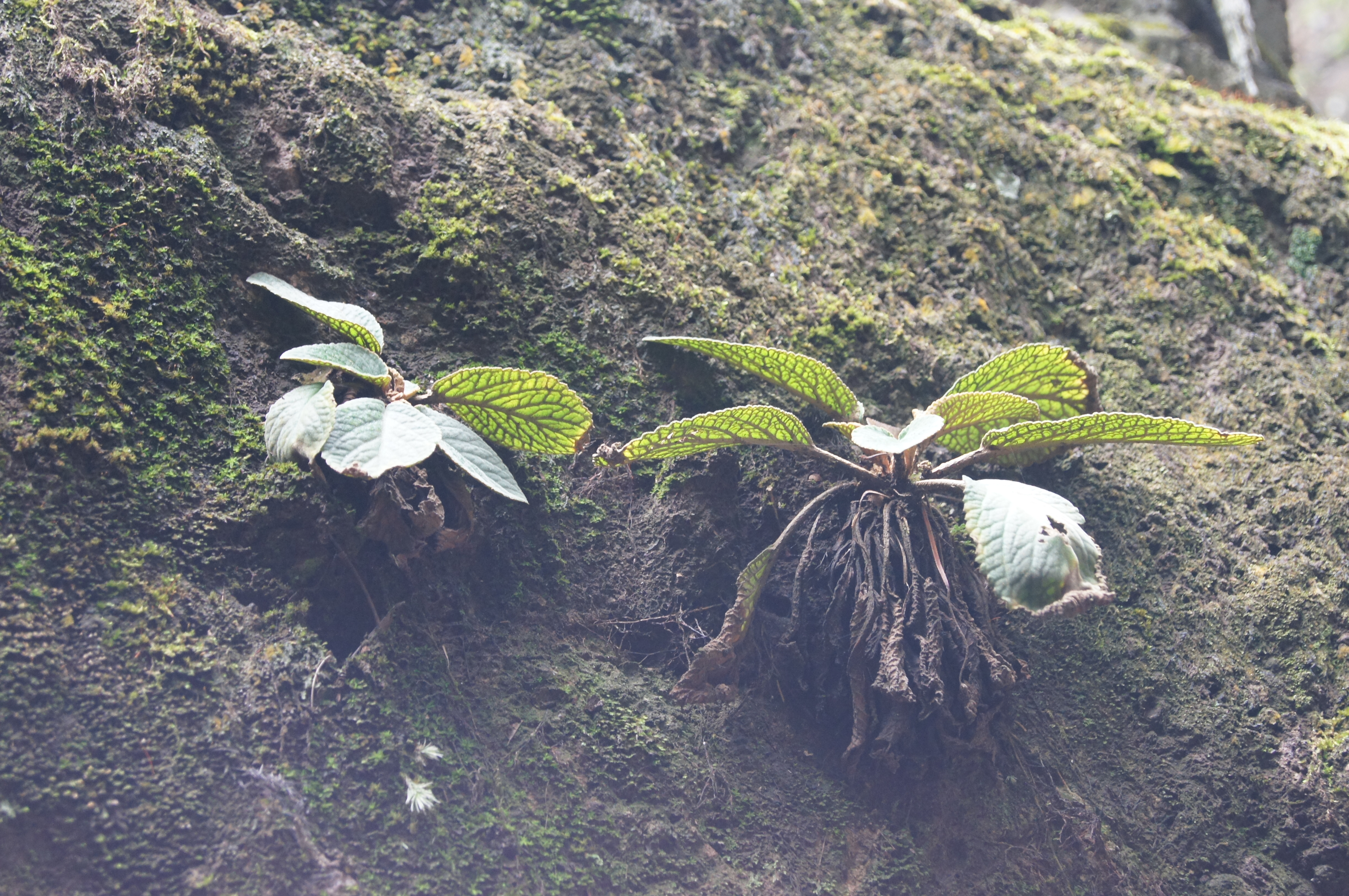 永泰百漈沟瀑布航拍,永泰百漈沟瀑布群