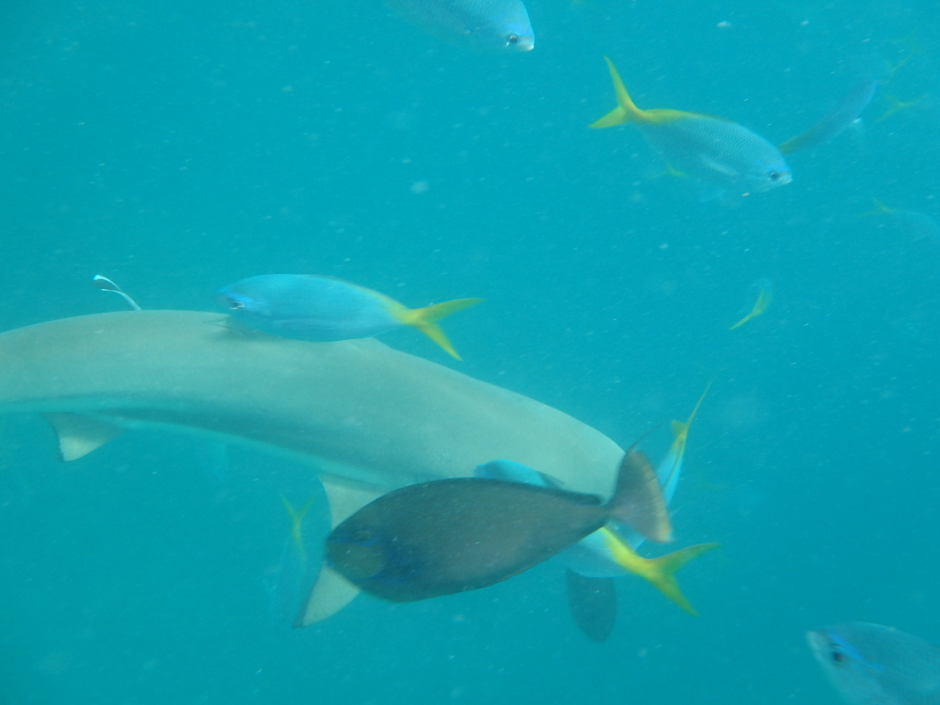 帕劳旅游十大攻略,帕劳上帝的水族箱