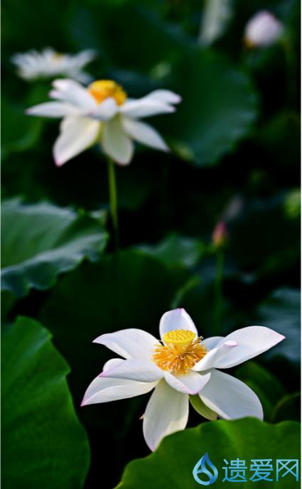 摄影欣赏：《早荷始盛开，良人入梦来。》