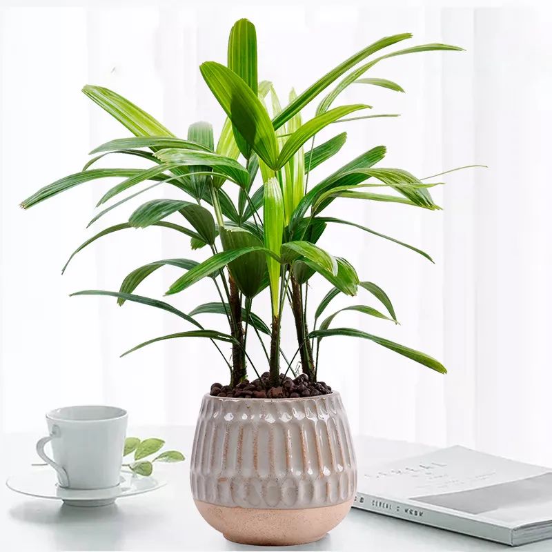 绿叶竹子怎么养护,细叶棕竹怎么养护和管理