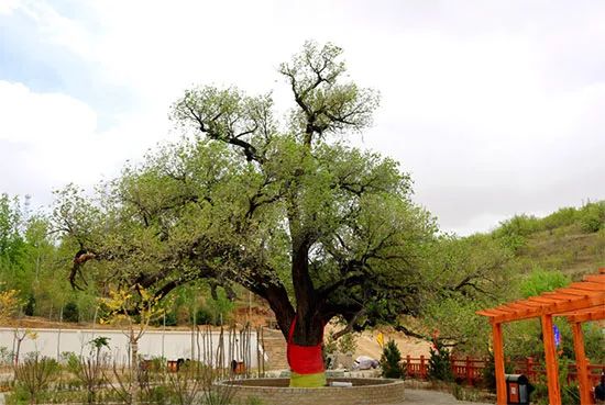 准格尔旗现在的状况,准格尔旗农村现状