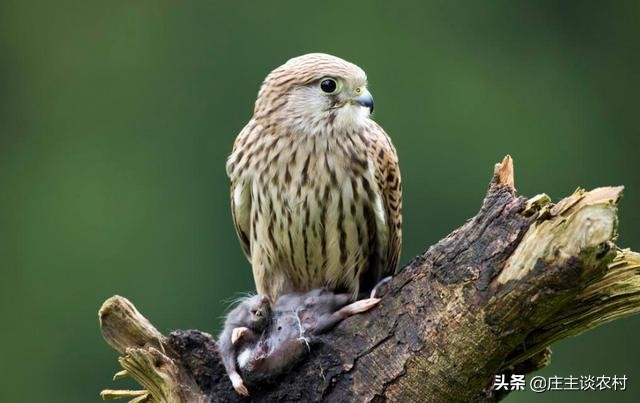 保护的小动物有哪些,保护类小动物