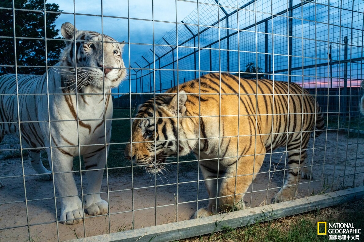 虎王被判刑,虎王到底发生过什么事
