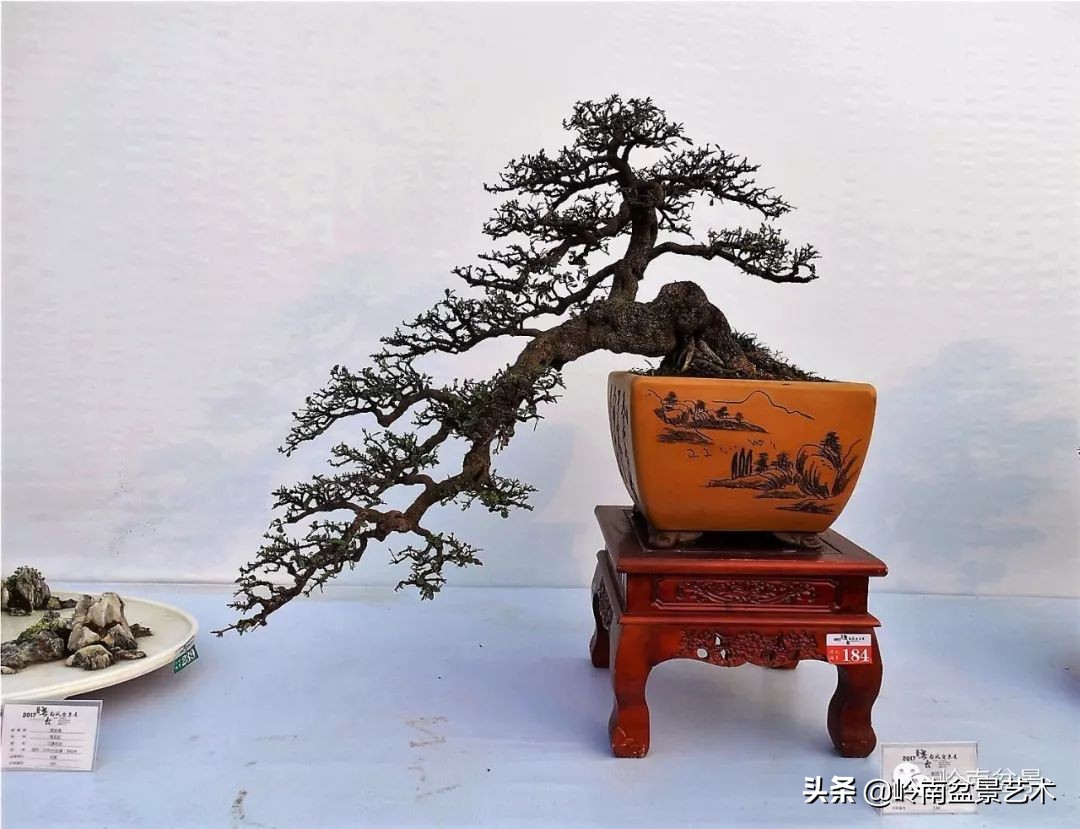 文人杂木盆景精品欣赏,可以做盆景的杂木图片大全