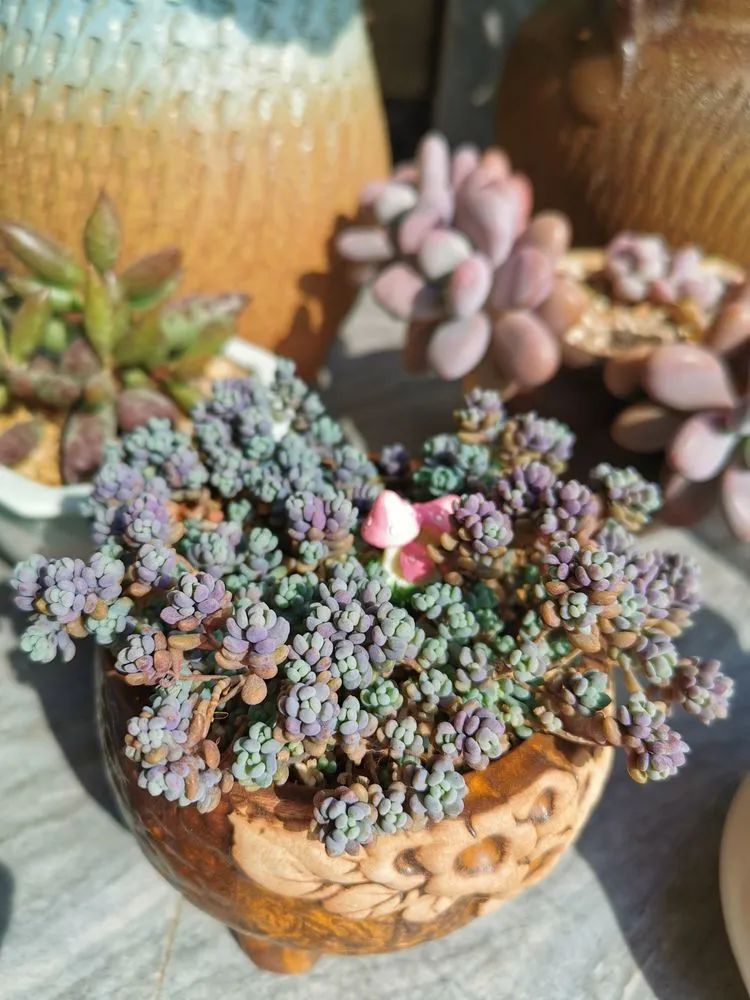 适合从小养到大的多肉,由小到大由浅入深