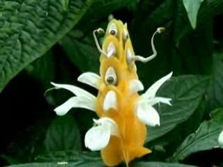 亚马逊丛林有什么危险的东西,亚马逊丛林究竟多可怕