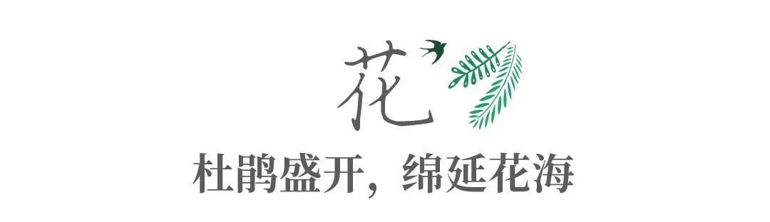 带你Get《司藤》同款神仙美景，春天的香格里拉这样玩