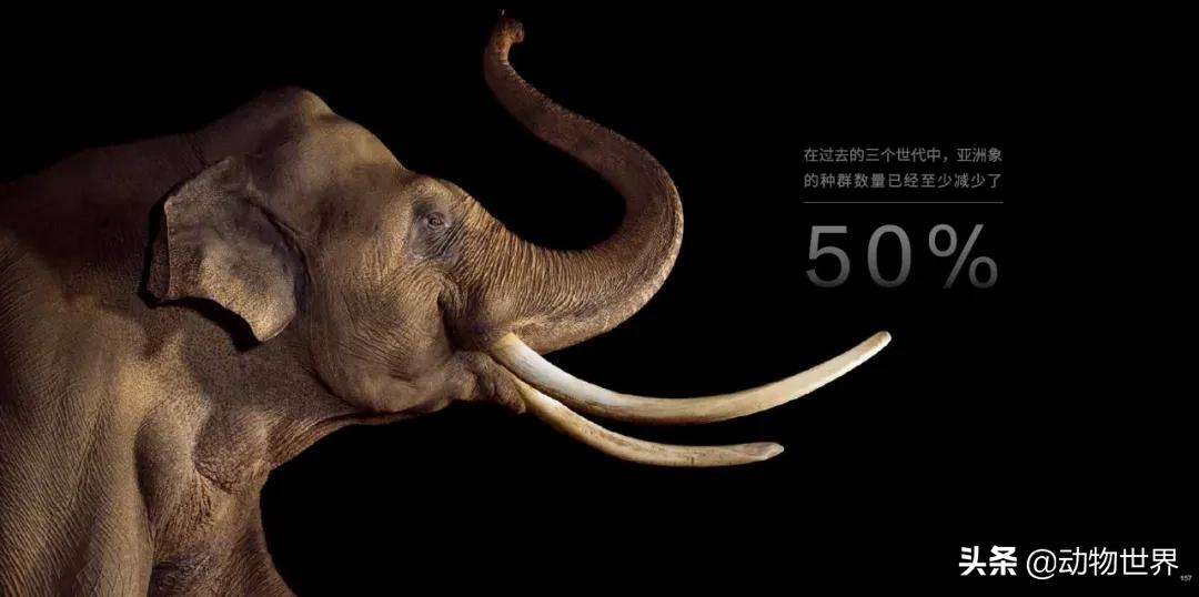 国际珍稀动物保护日-如何拯救那些正在从世界上逐渐消失的物种