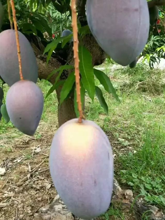 东南亚9大奇葩水果，第3个在中国是爆款！