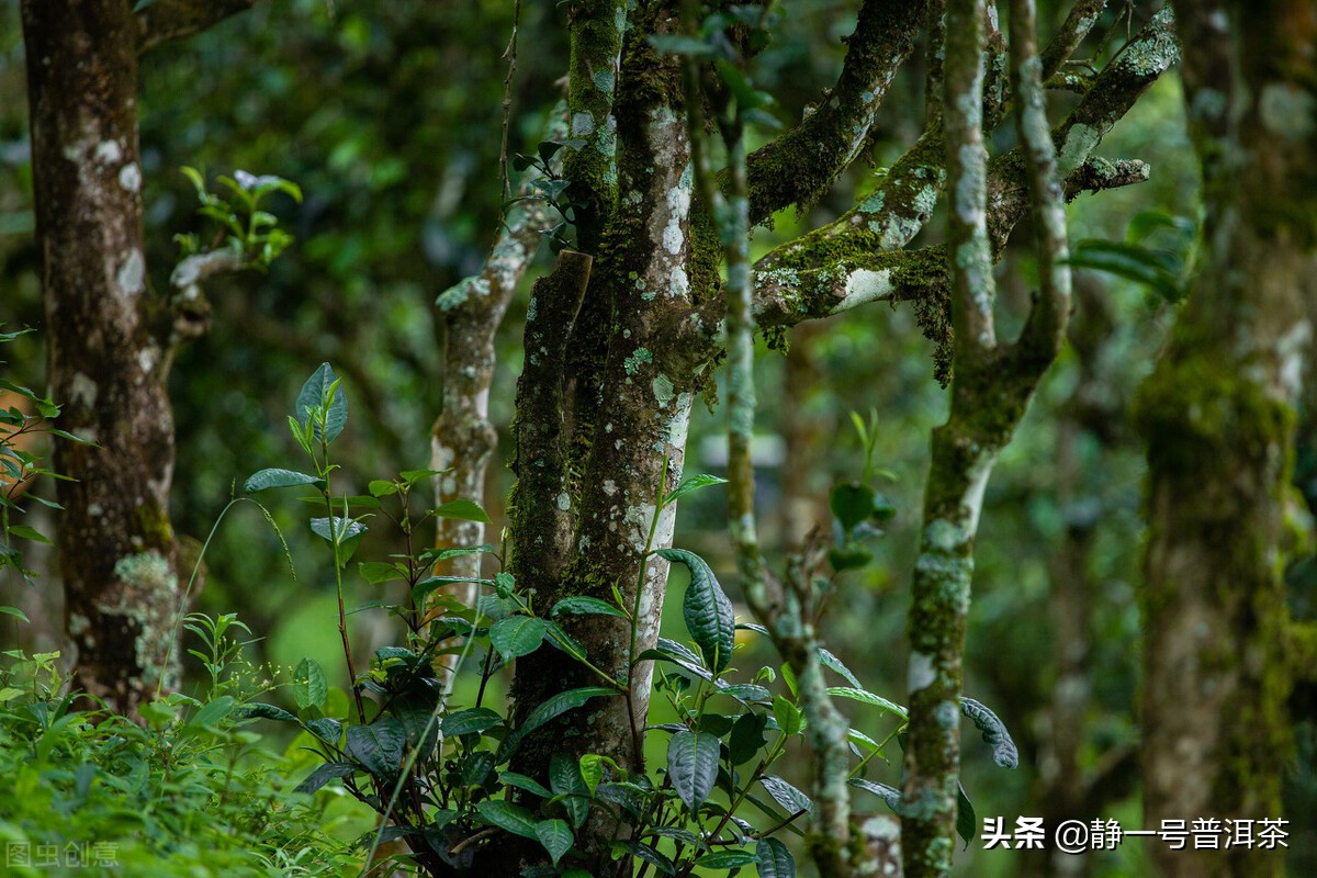 普洱茶城市,中国最爱喝普洱茶城市排名