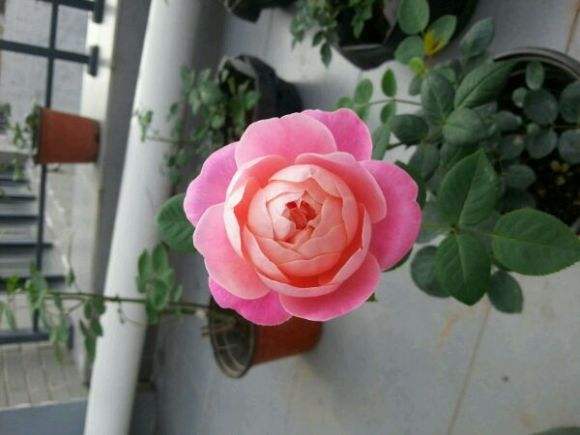 哪些月季不需要晒太阳可以爆花,耐晒耐雨淋抗病勤花的月季