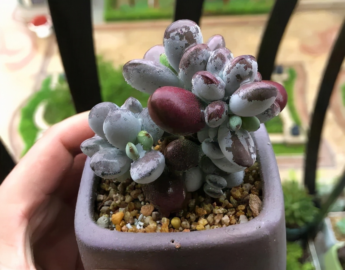 乒乓福娘锦的繁殖方法,乒乓福娘可以叶插繁殖吗