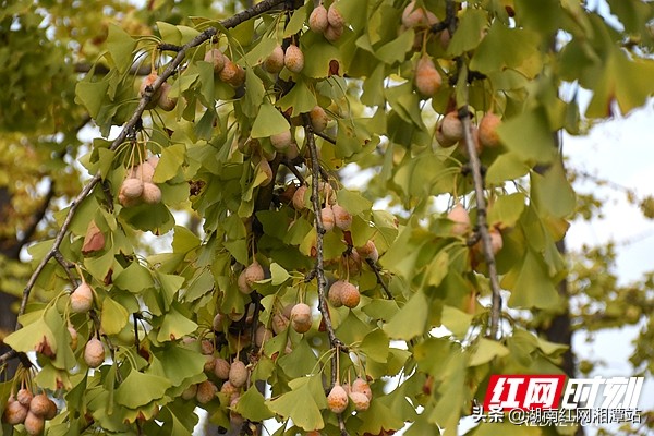 湘潭最美景区,湘潭市沿江风光带摄影