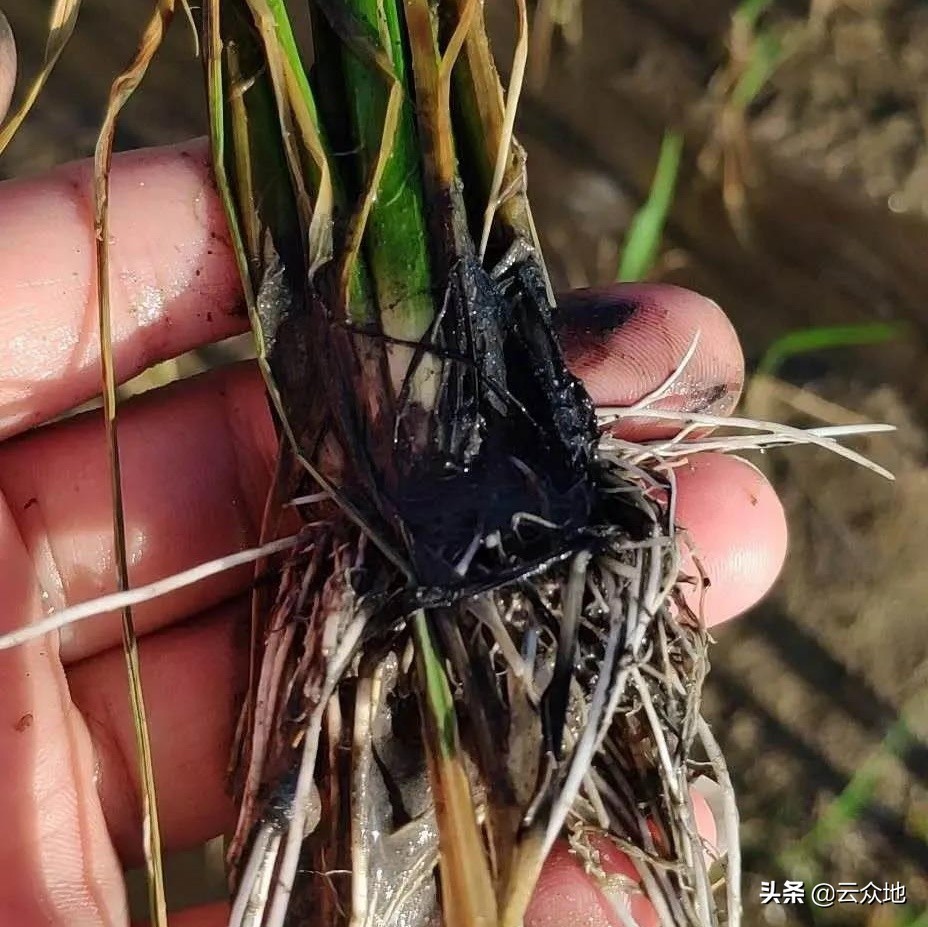 晚稻病害怎么治,水稻秧苗出现僵苗如何解决