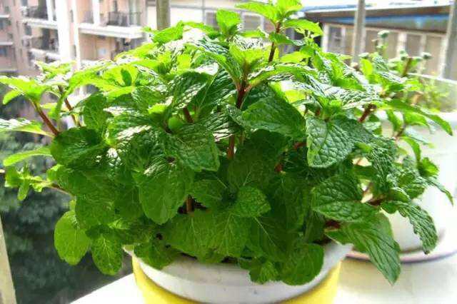 薄荷的种植管理,种薄荷方法