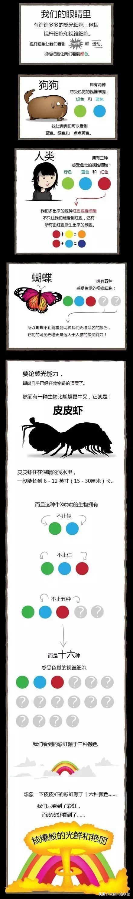 小小的皮皮虾真的有那么厉害吗,深度揭秘皮皮虾